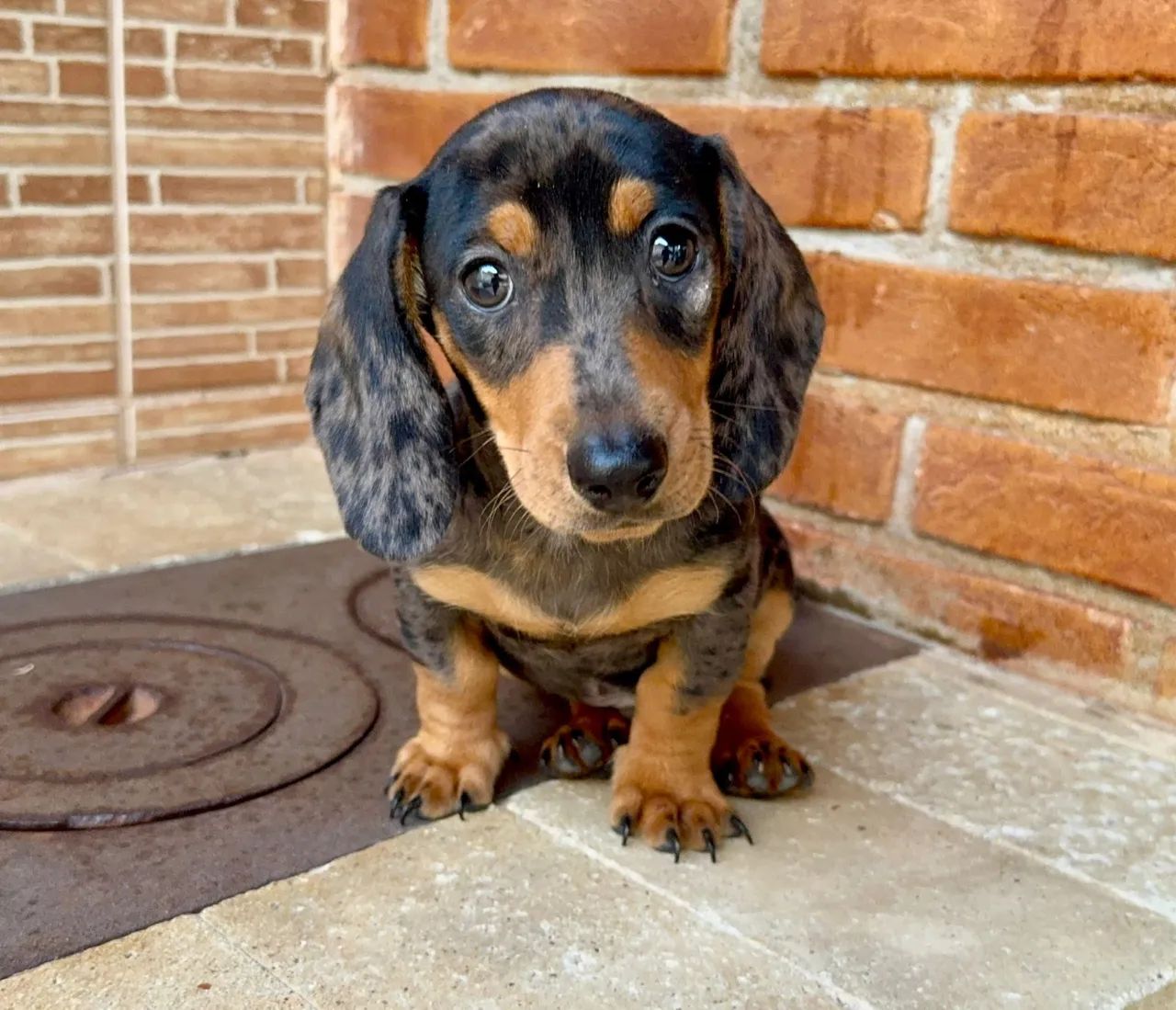 Dachshund Mini - Raça Pura - Foto 2