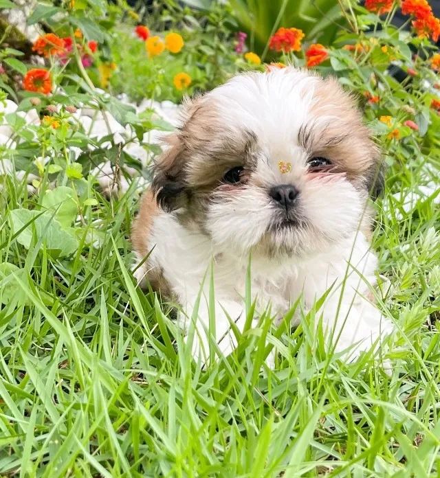 shih tzu bem pequenos e peludos 