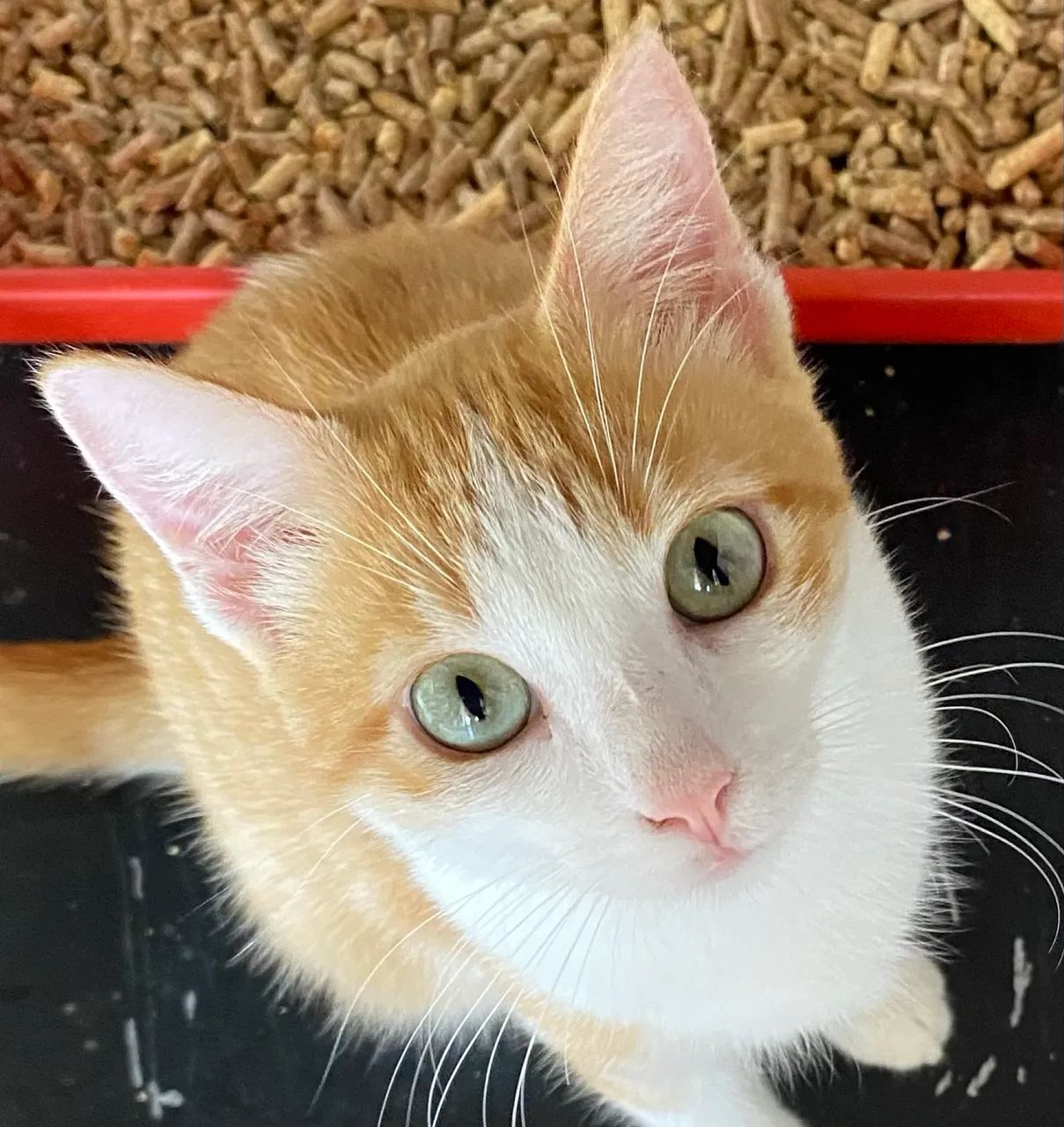 Gatinho para adoção 