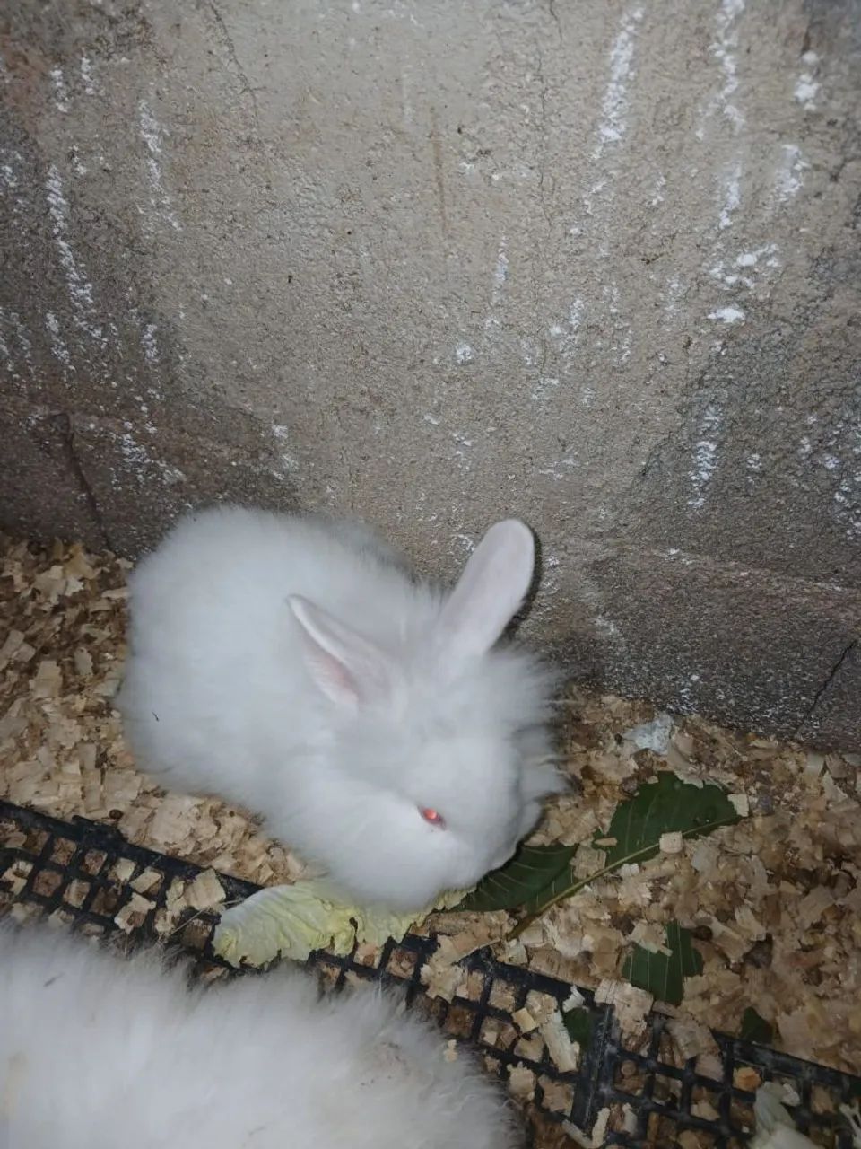 Coelhos - Foto 4