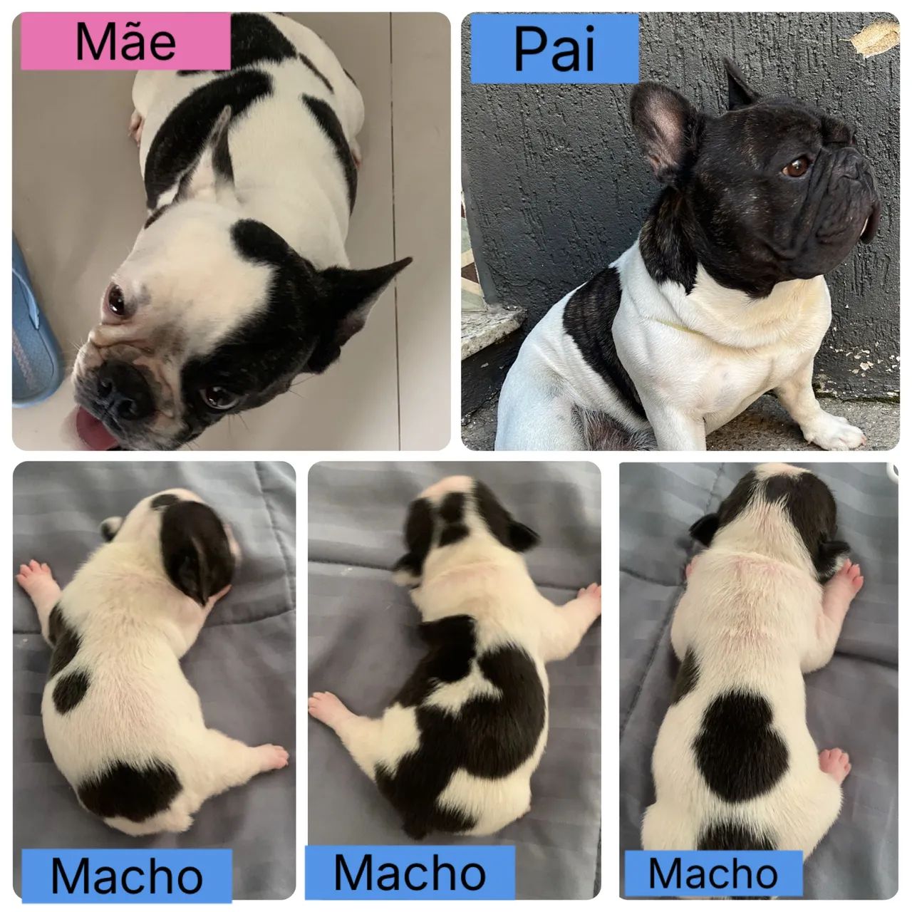 Filhotes Bulldog Francês 