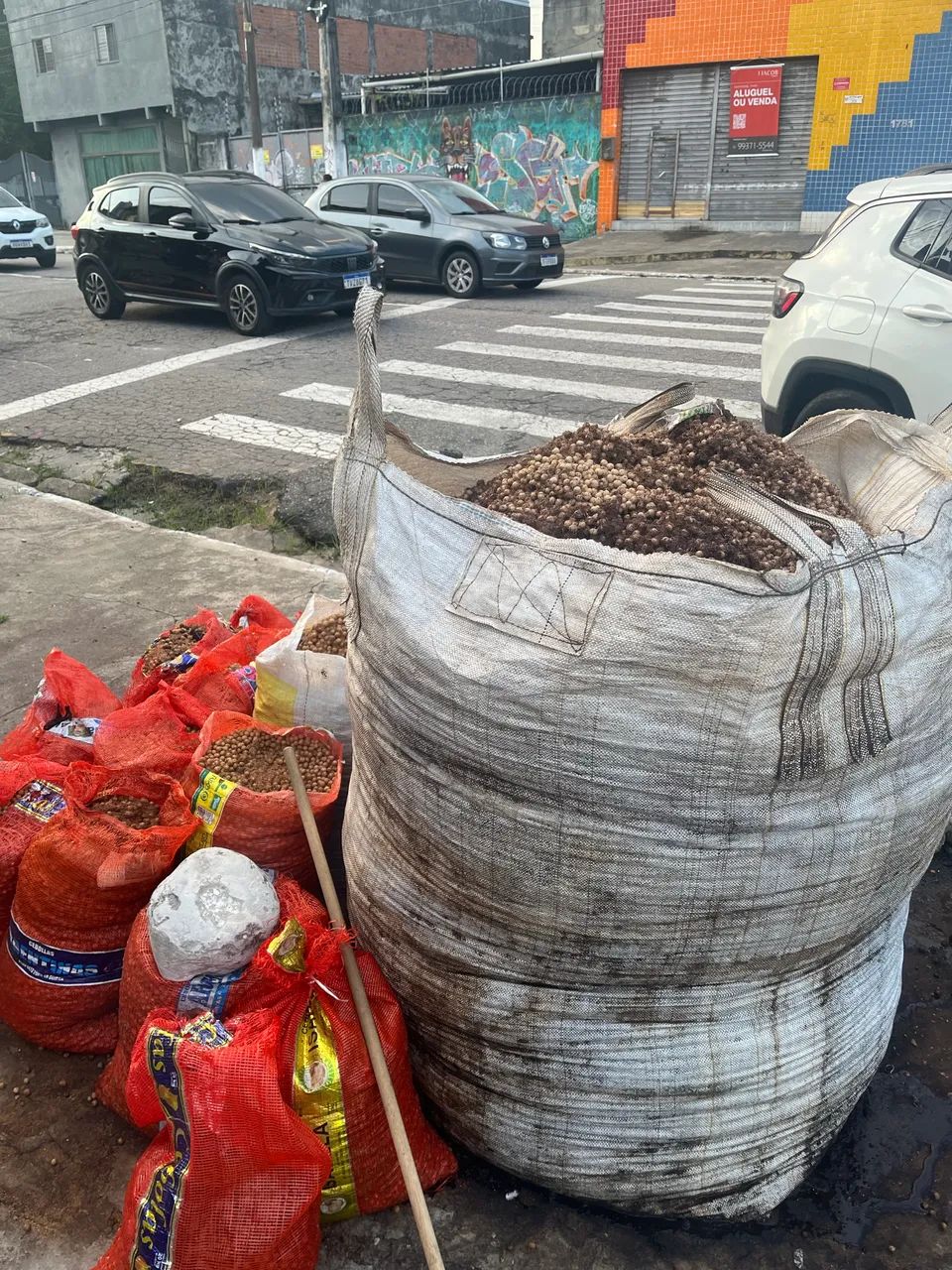 Caroço seco de Açaí  - Foto 4