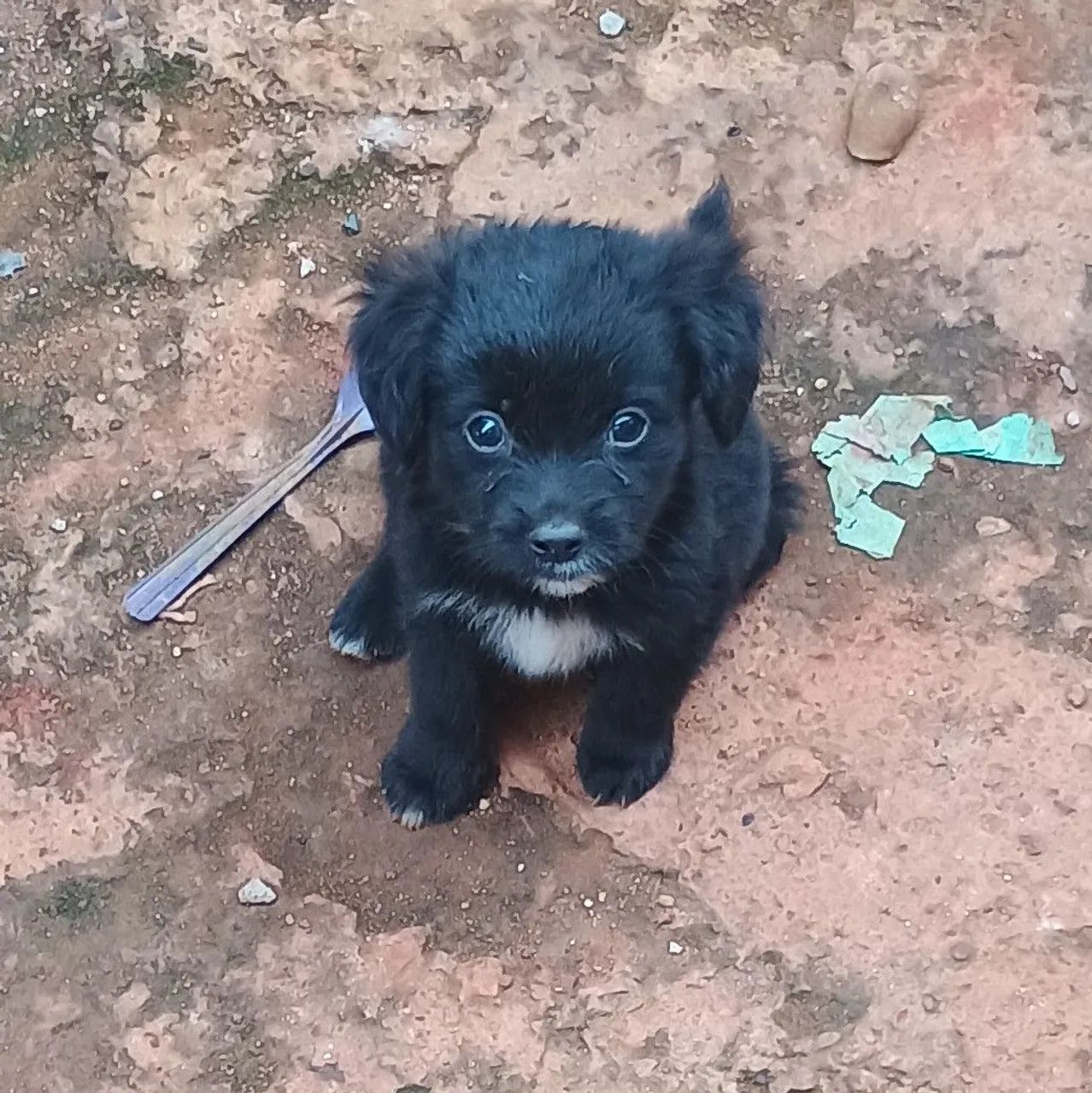 ADOÇÃO RESPONSÁVEL  - Foto 4