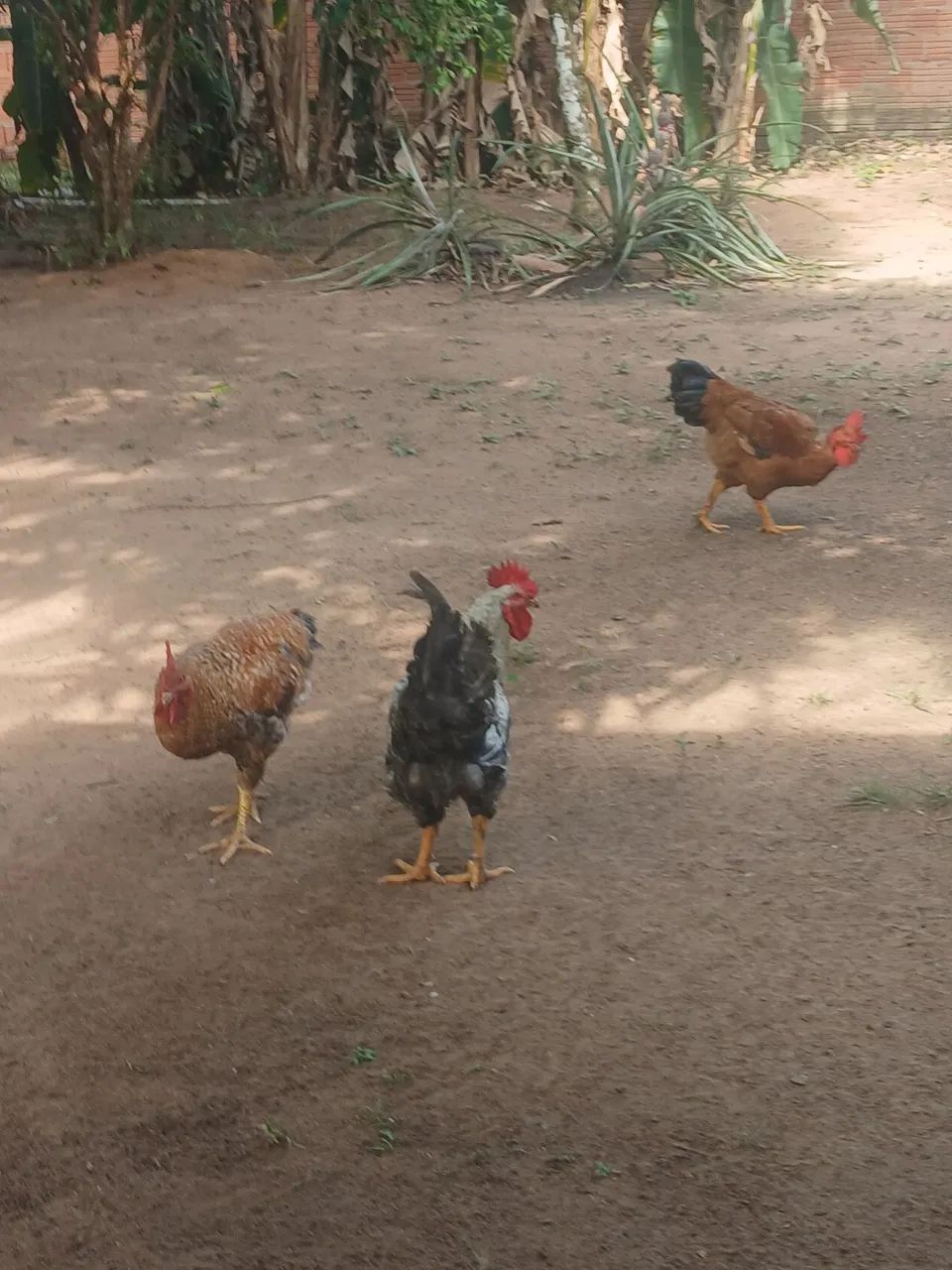 Vendo galo .CAIPIRA