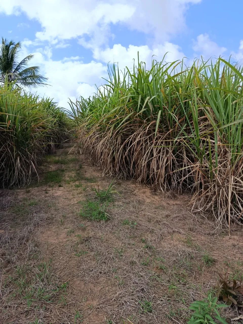 Vende-se lote  - Foto 2