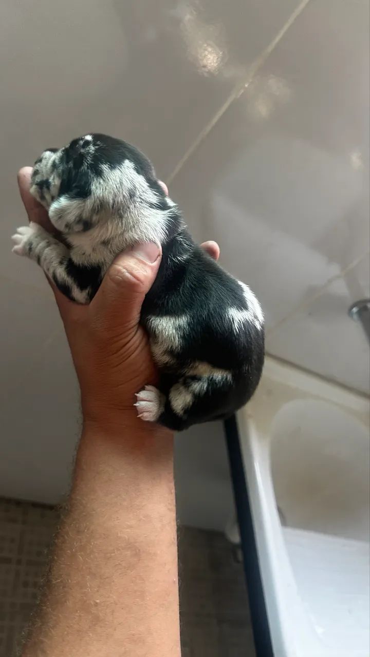 Filhotes de salsicha/Teckel/Basset Dachshund Miniatura/Anão  - Foto 2