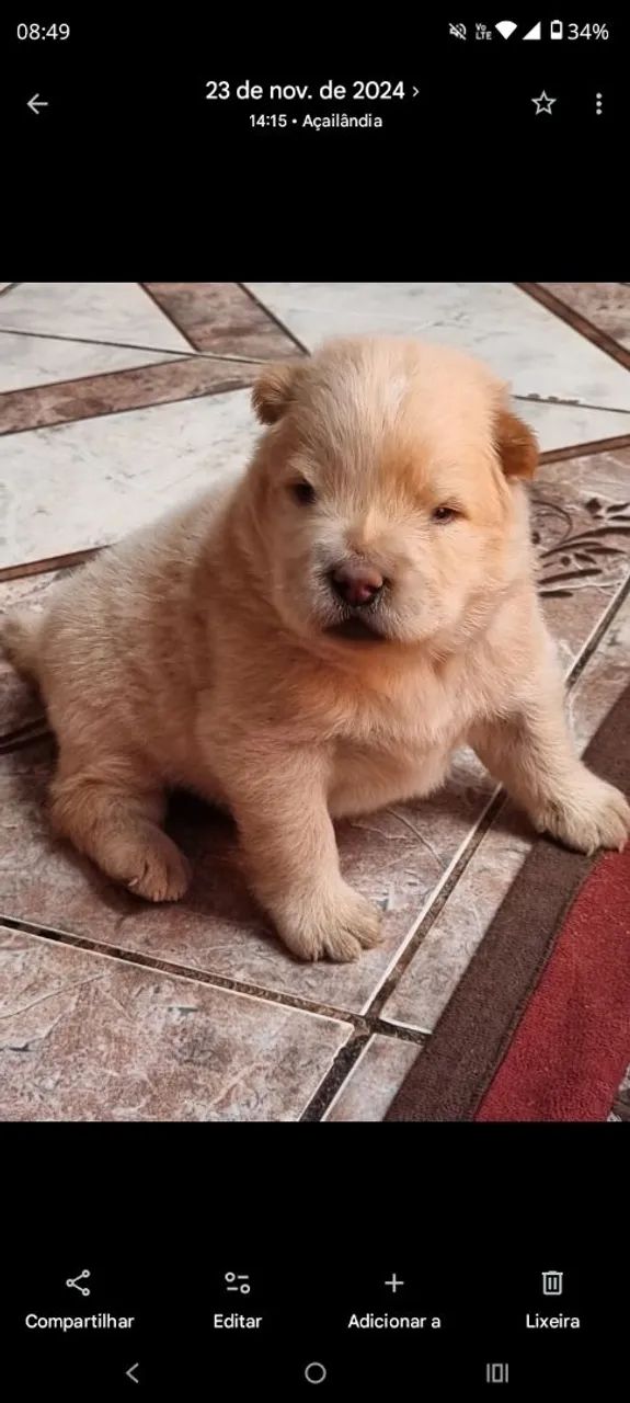 ChoW chow  - Foto 2