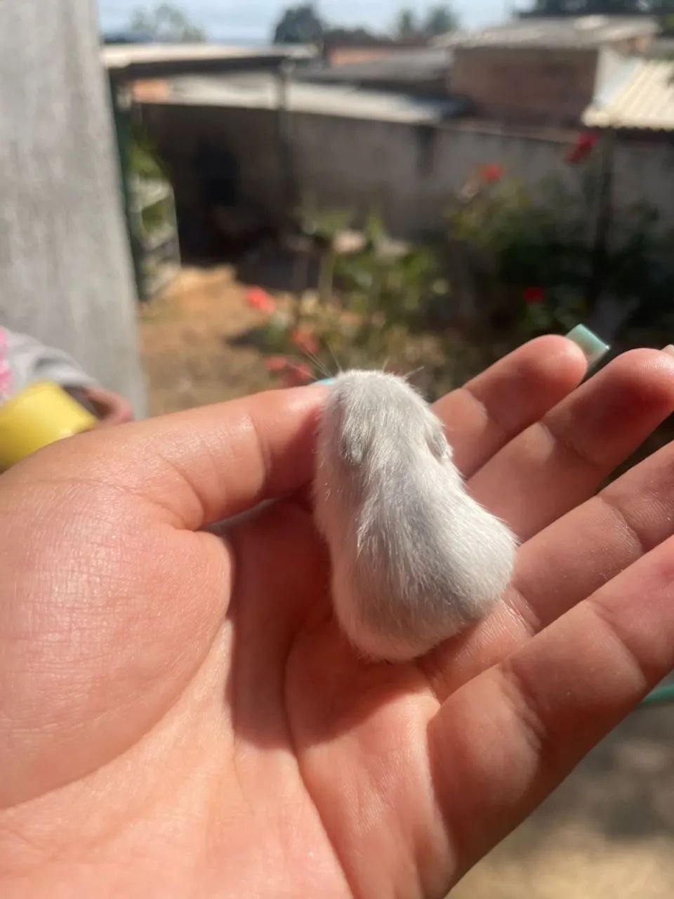 Filhotes de hamsters anão russo  - Foto 5