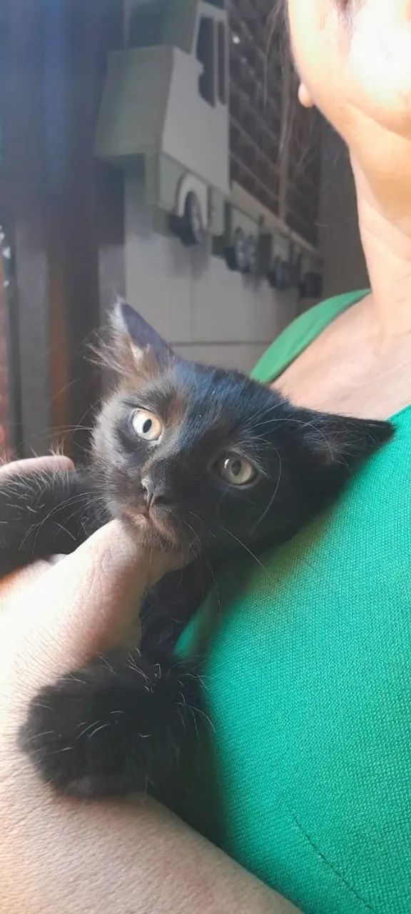 Adoção responsável  - Foto 2