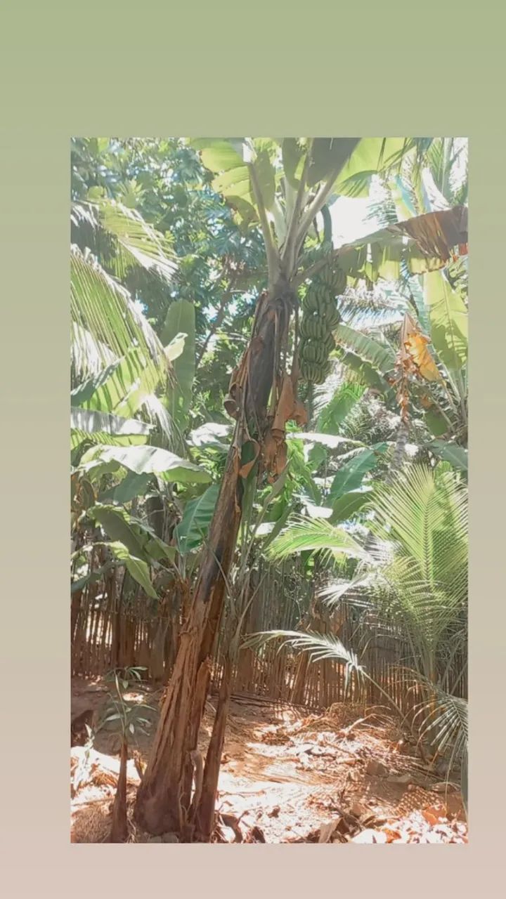 Sítio no Clima bom  - Foto 2