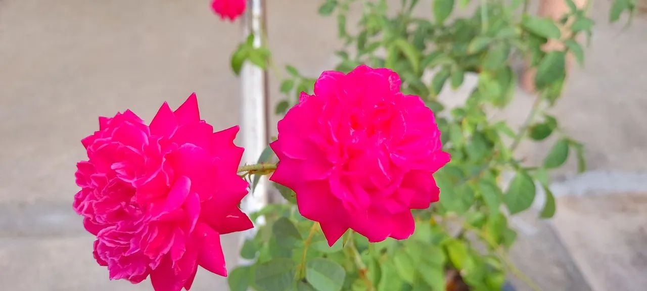 Mudas de Roseira  - Foto 3