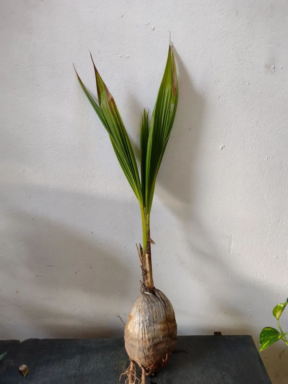 Coqueiro anão  - Foto 4