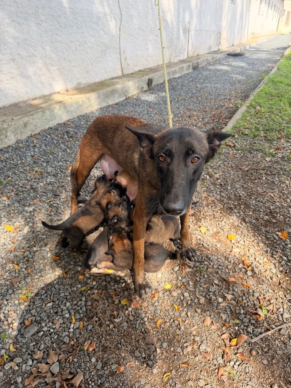 Filhotes pastor belga malinois 