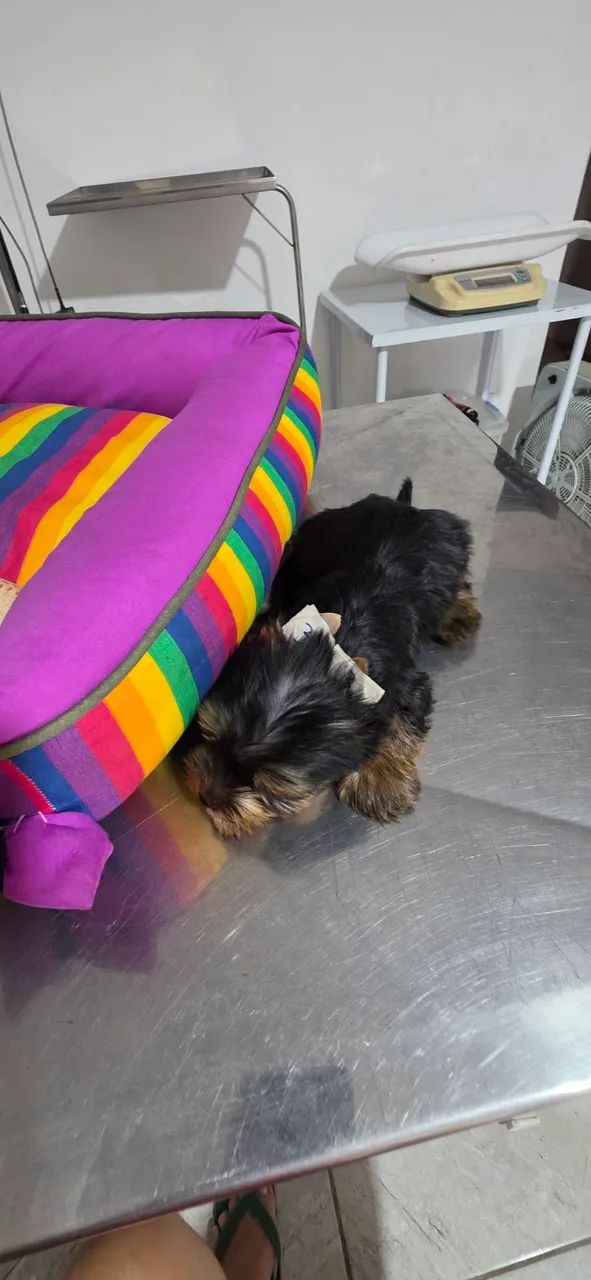 Yorkshire machinho com Microchip  - Foto 2
