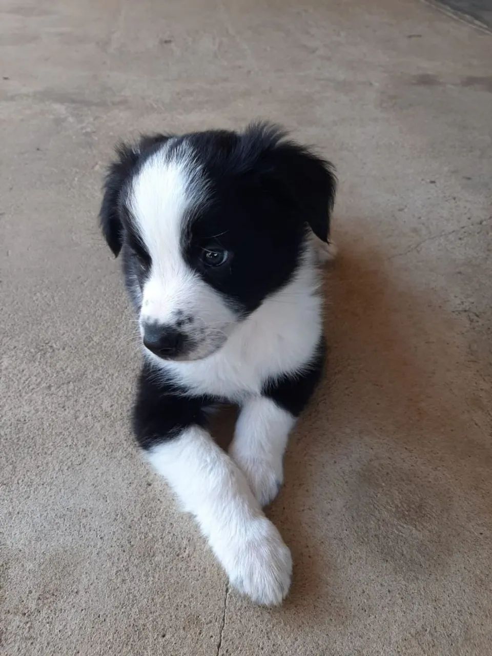 Vendo filhote de boder coole macho 55dias