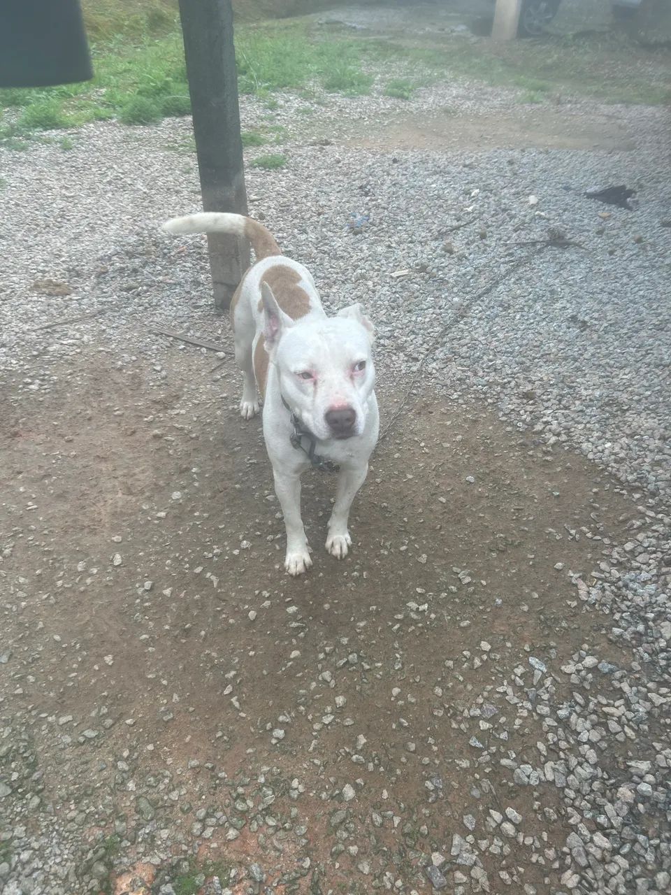 Doação cachorro  - Foto 2