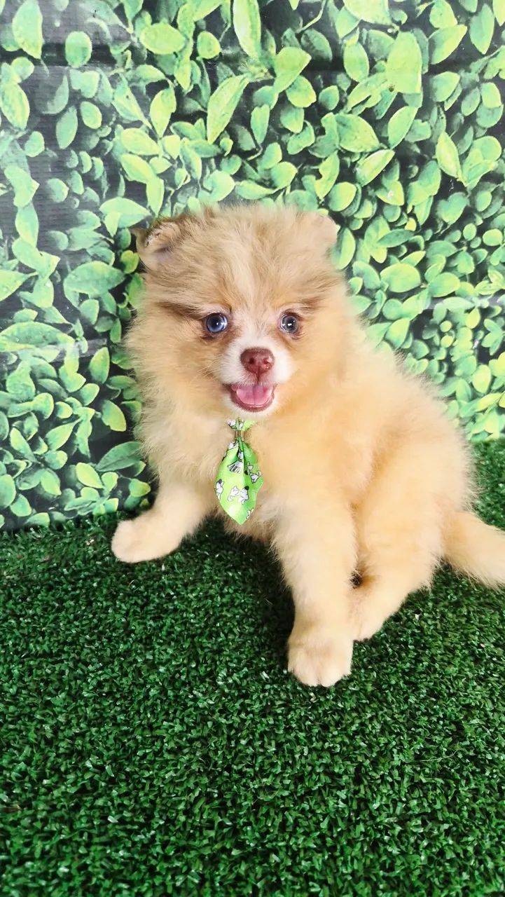 Machinho de Spitz Alemão  - Foto 3