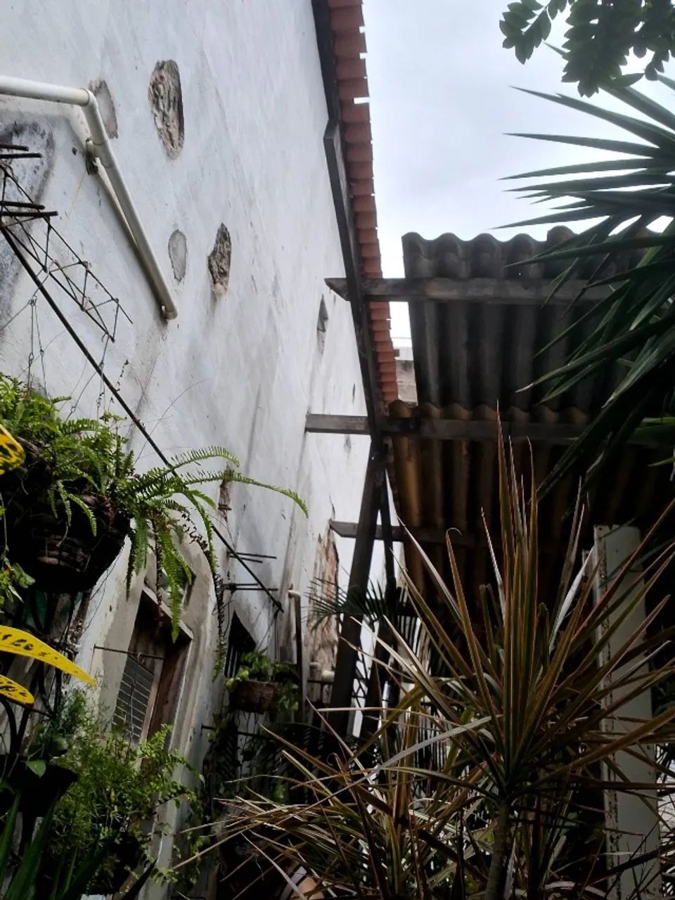 Plantas e materias - Foto 2