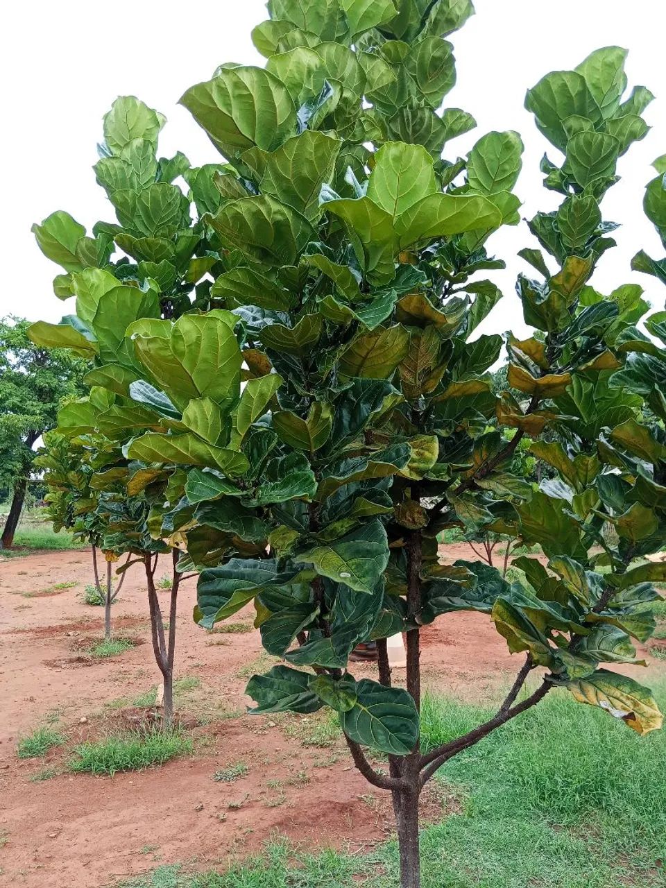 Ficus lyrata Gigante  - Foto 2
