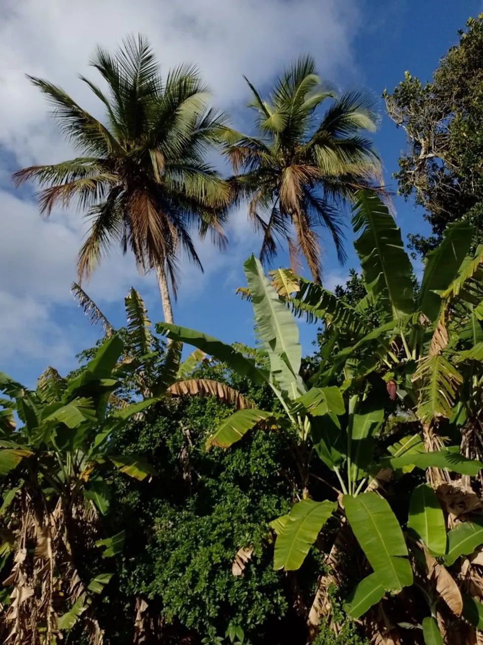 Vende-se Sítio em Siriri - Foto 2