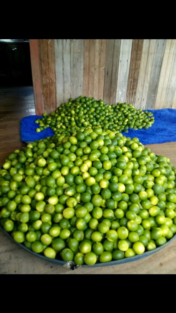 OPORTUNIDADE: Sítio Nova Vida (3 Hectares) - R$ 300 Mil - Foto 5