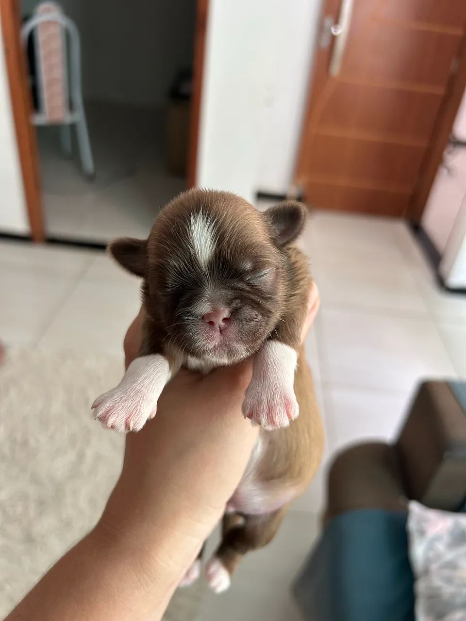 Cachorro - Foto 3