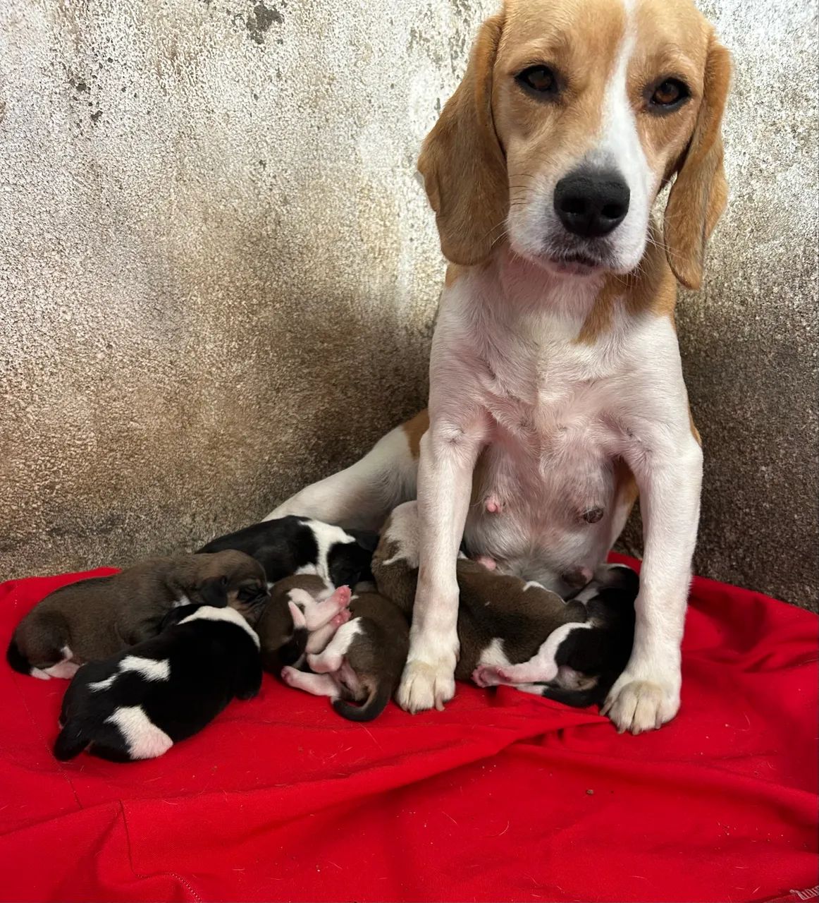 Filhotes de beagles  - Foto 4