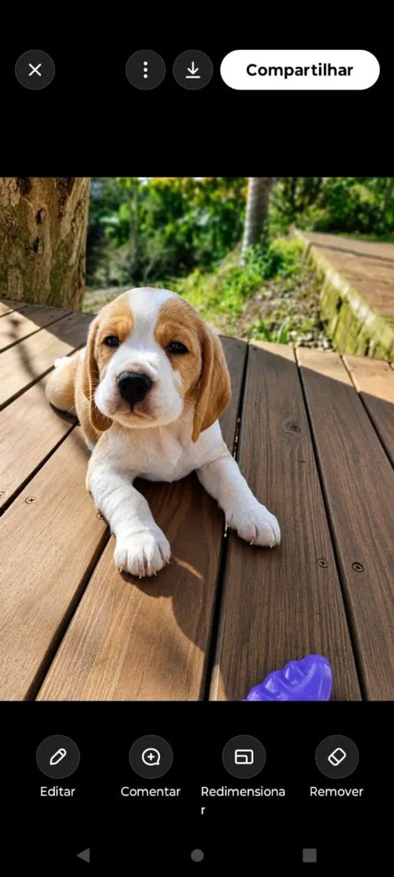 Filhotes de beagle - Foto 2