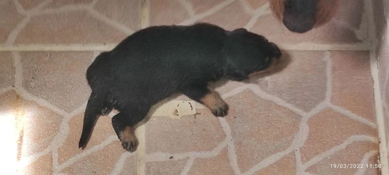 Rottweiler  - Foto 3