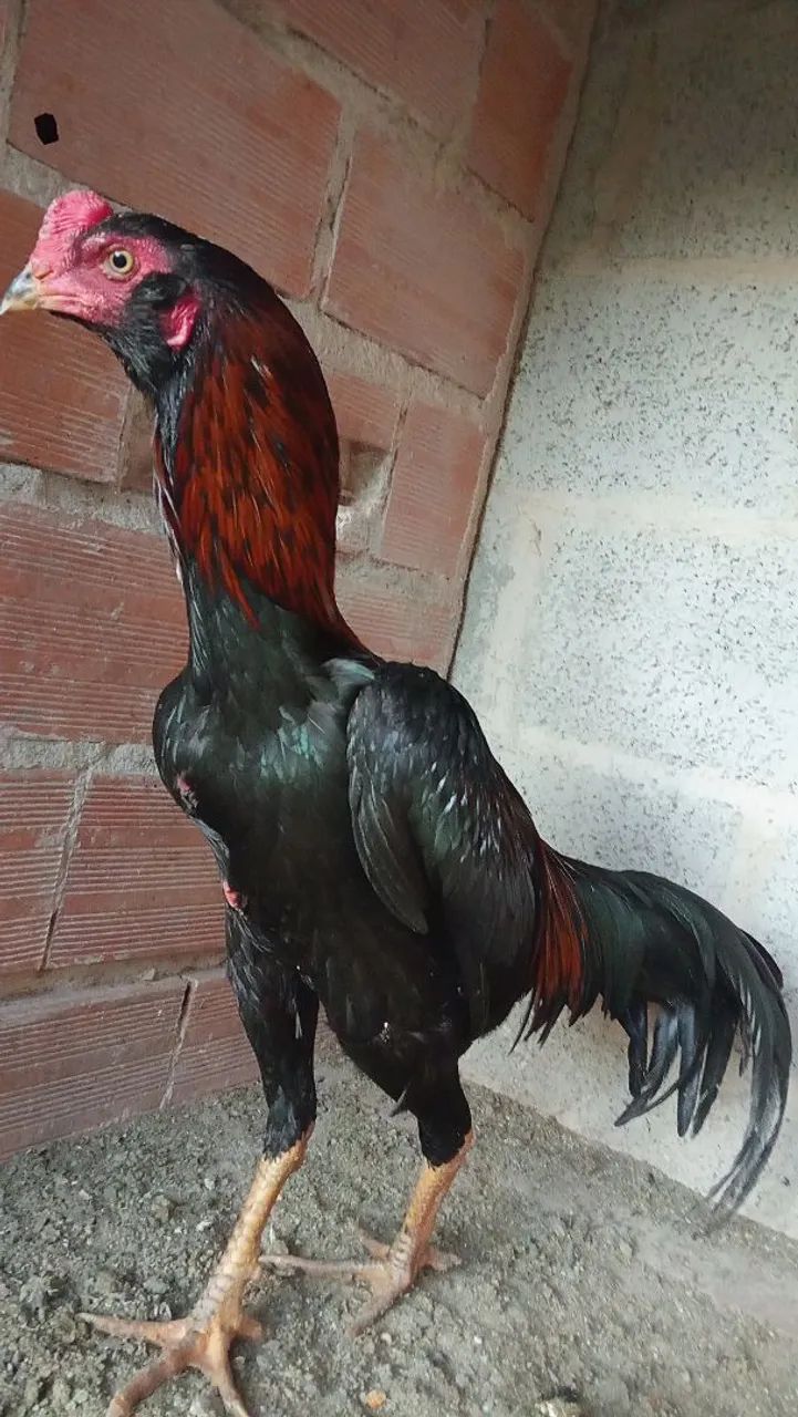 Frango índio  - Foto 2