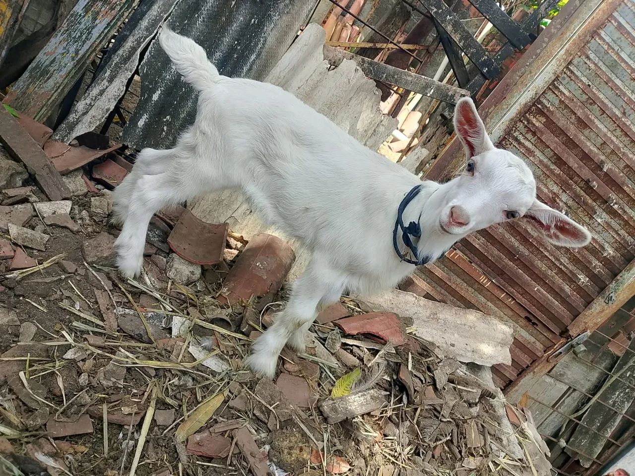 Cabra