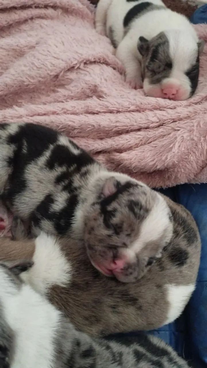 American bully micro. Exótico 