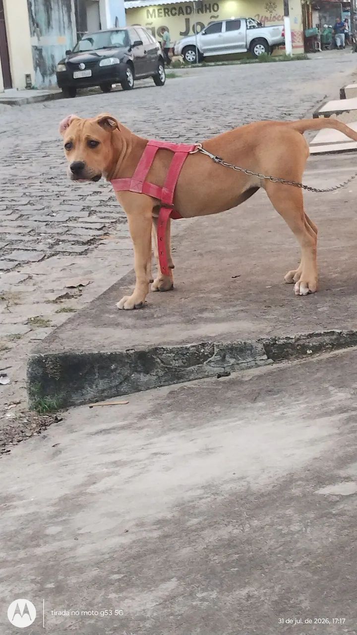 Cane corso . - Foto 2