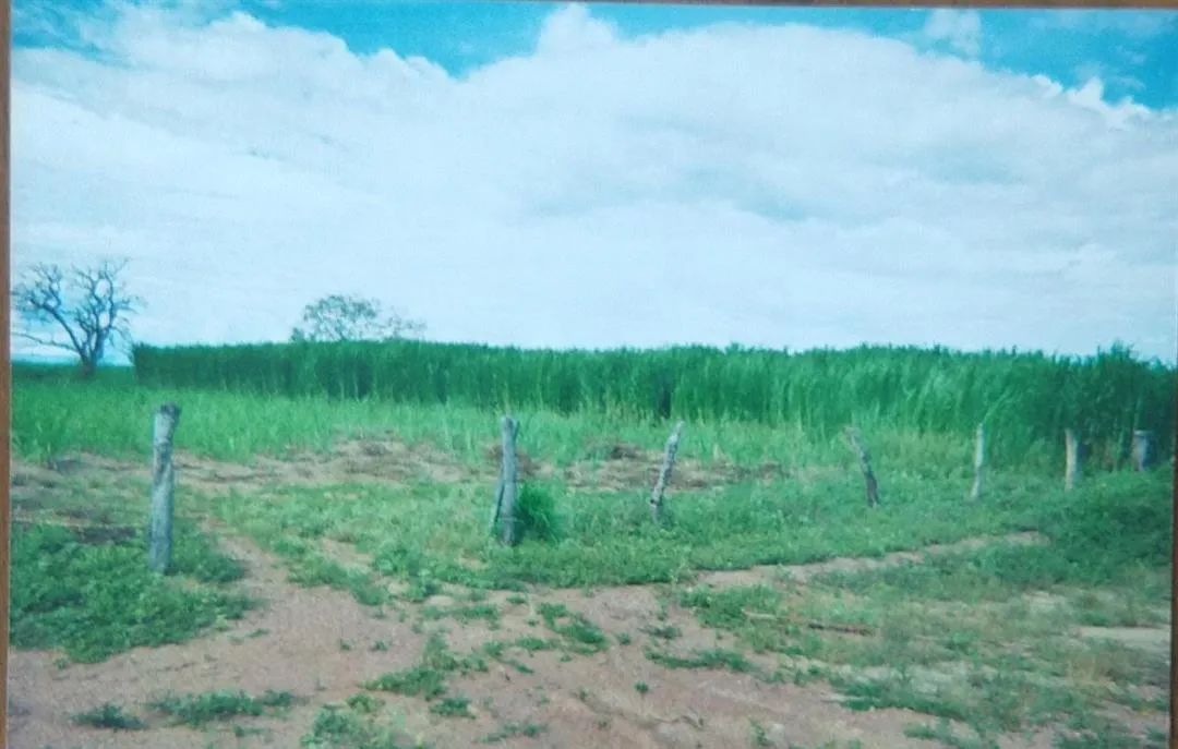 Fazenda - Chácara 4 quartos - Foto 2