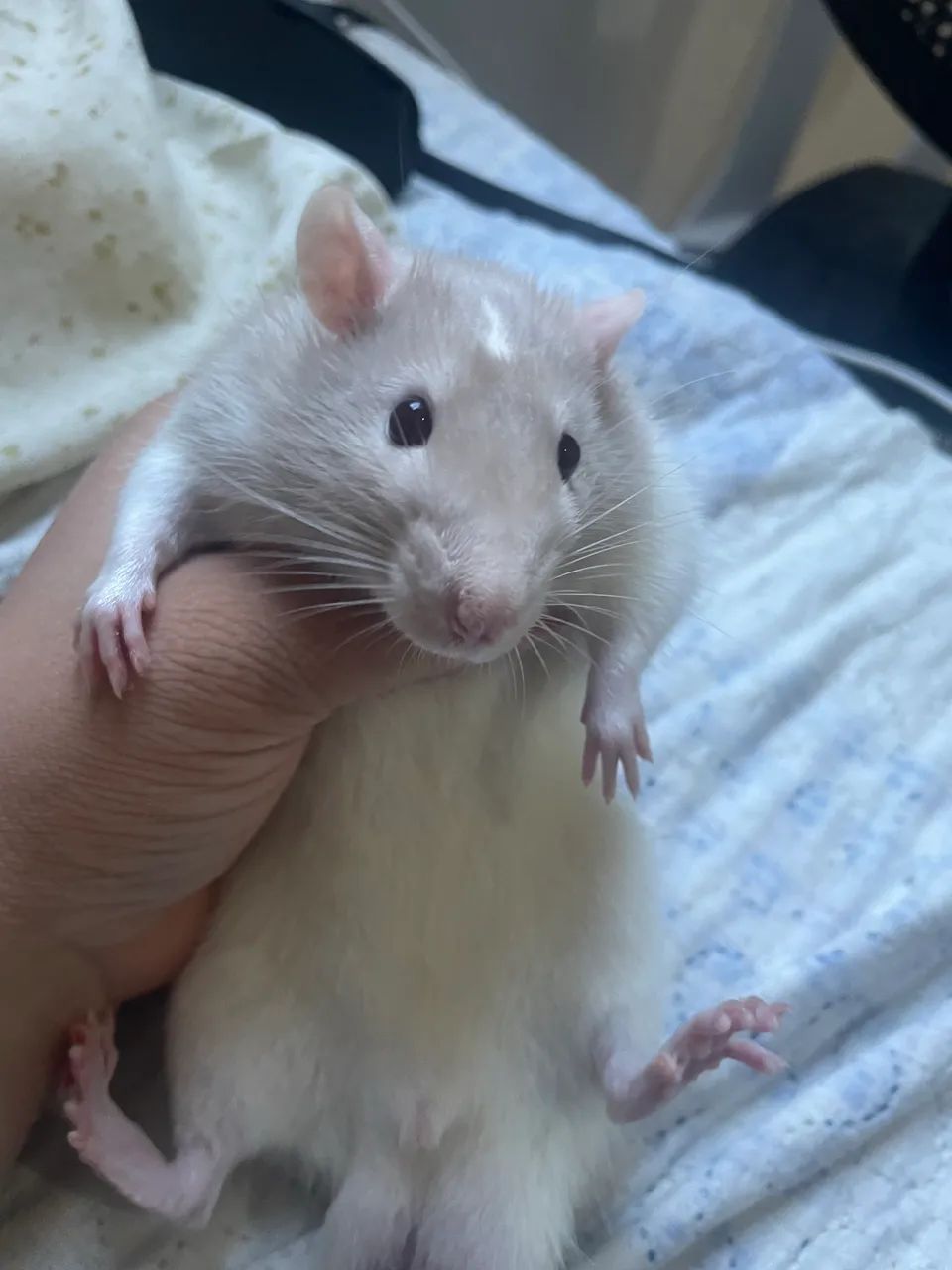 Rato Twister macho