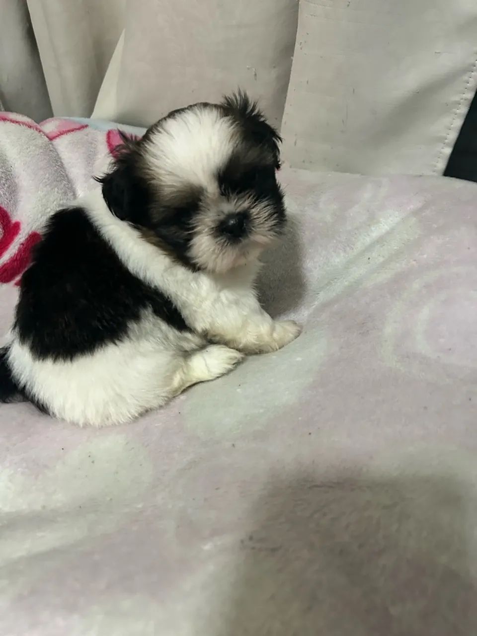 Filhotes de Shihtzu 