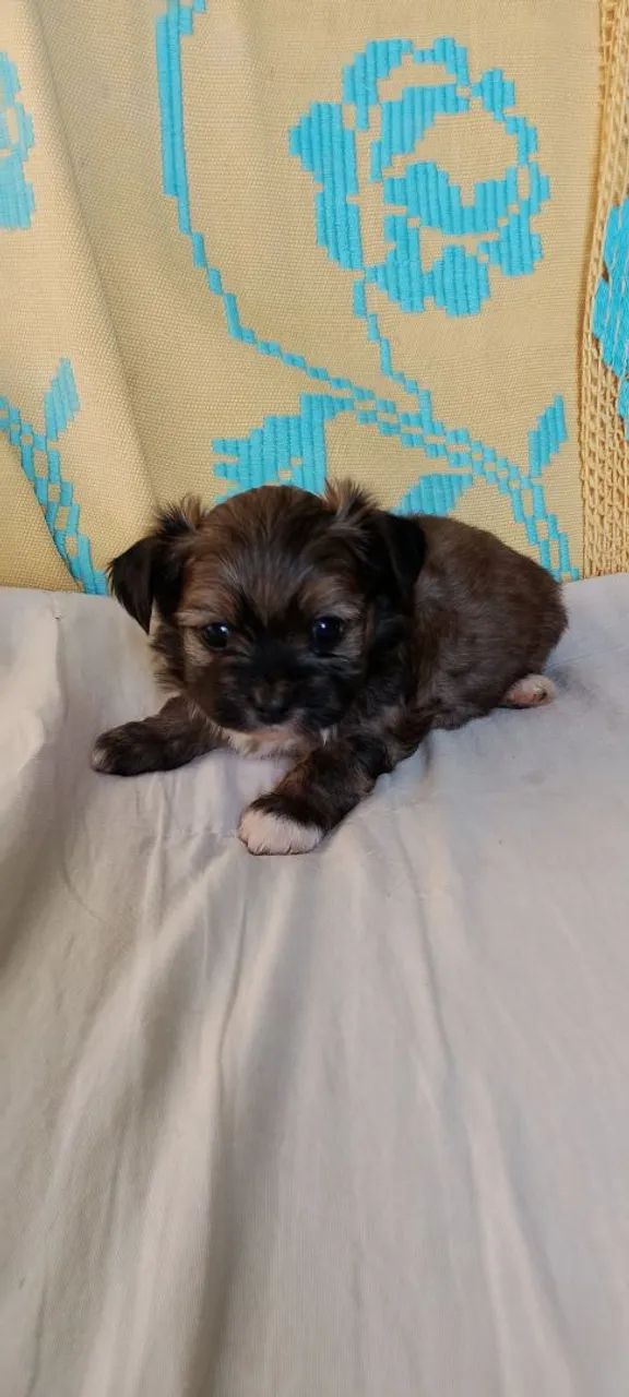 Machinho 