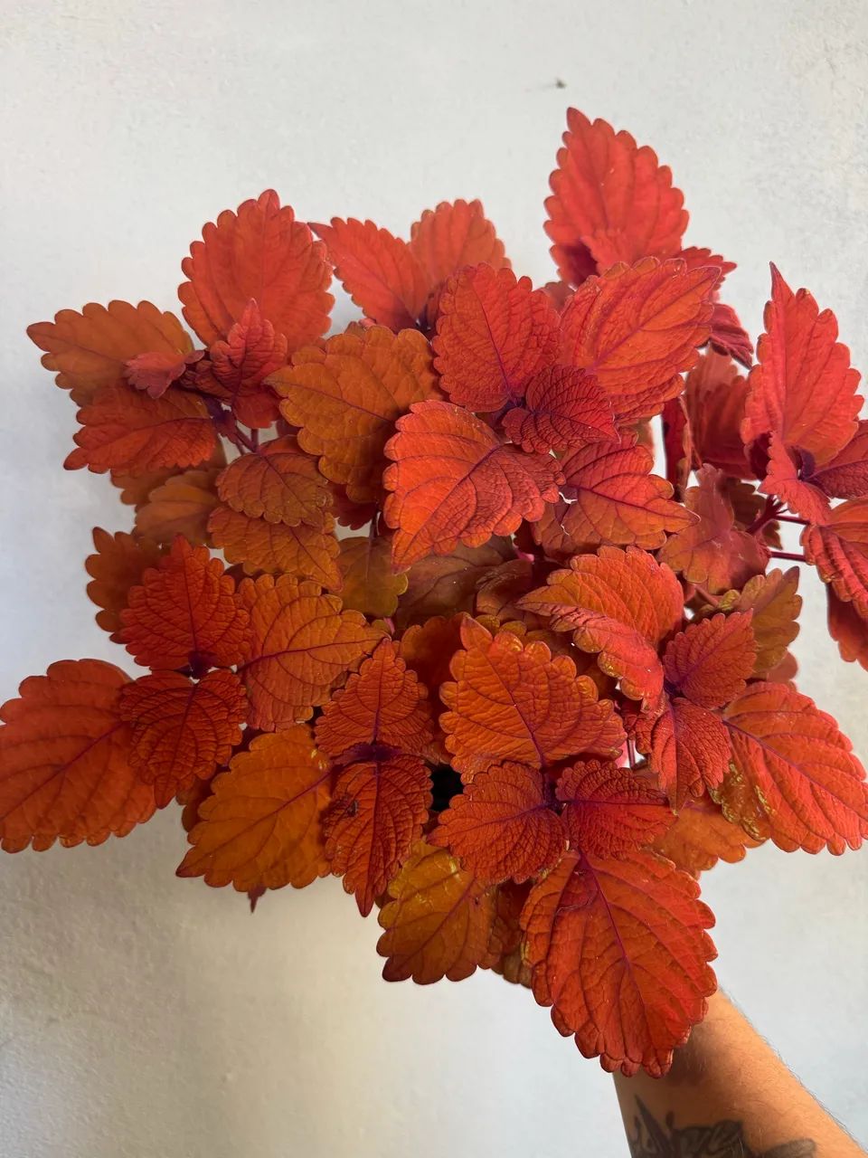 Muda coleus vermelho - Foto 5