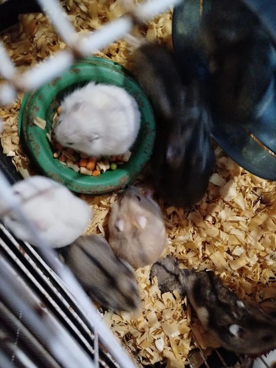 Hamster anão russo - Foto 4