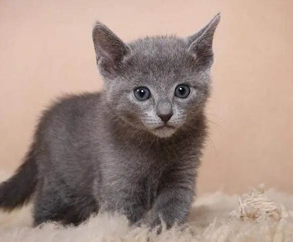 Russian Blue Filhotes de Gatos