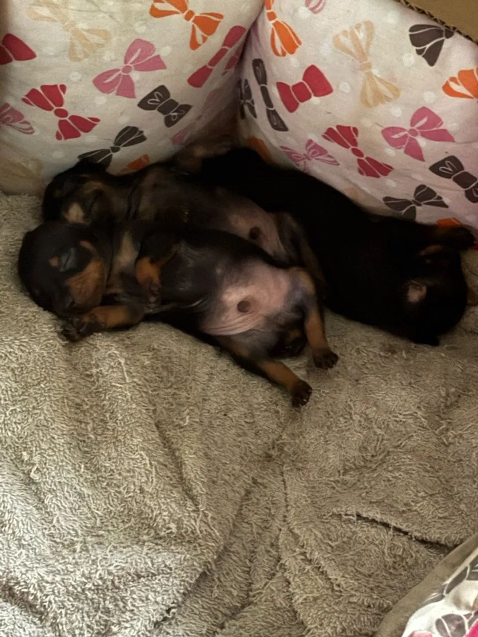 Pinscher macho
