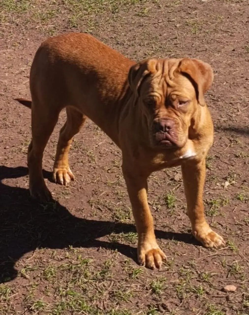 Dogue Do Bordeaux  - Foto 3