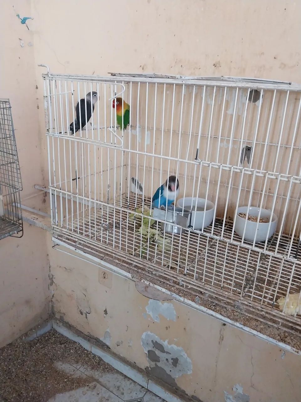 Vendo agapornias com gaiola - Foto 3