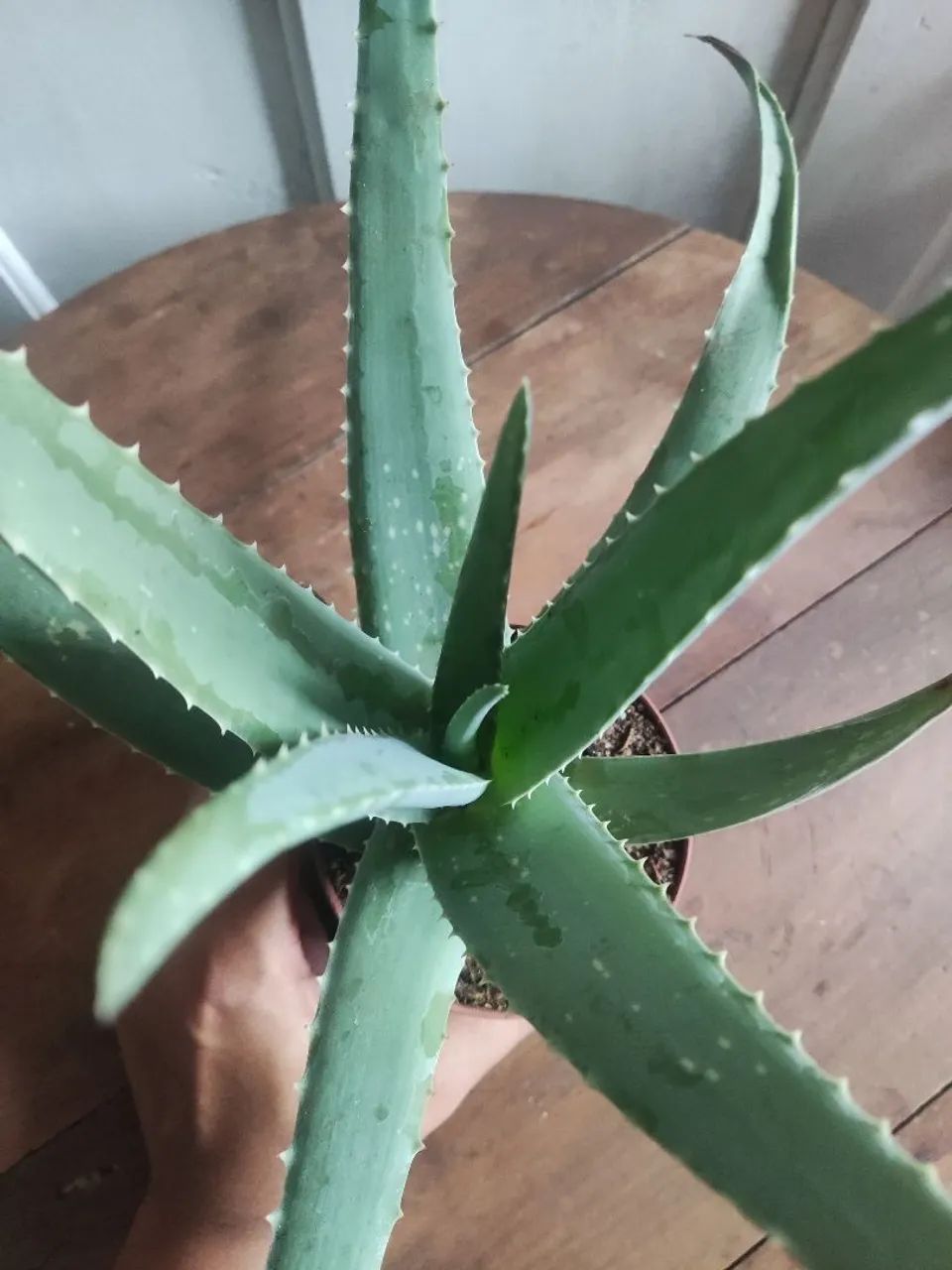Muda de babosa Aloe Vera - Foto 3