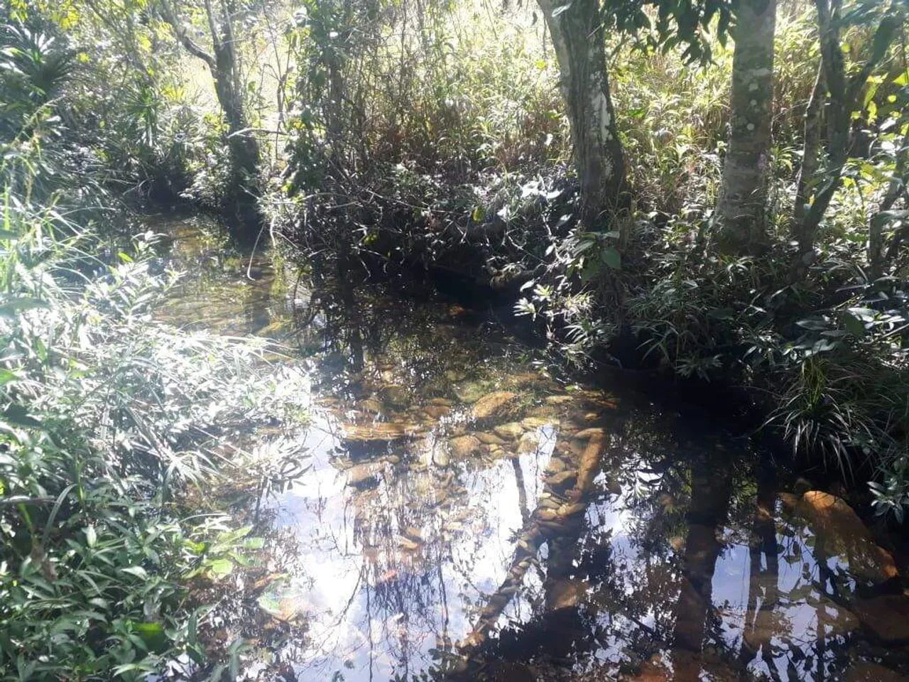 VENDE-SE FAZENDA COM 120 ALQUEIRES - Foto 5