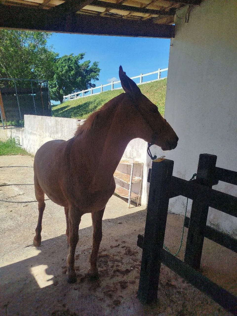 Vendo mula Pega de patrão  - Foto 6
