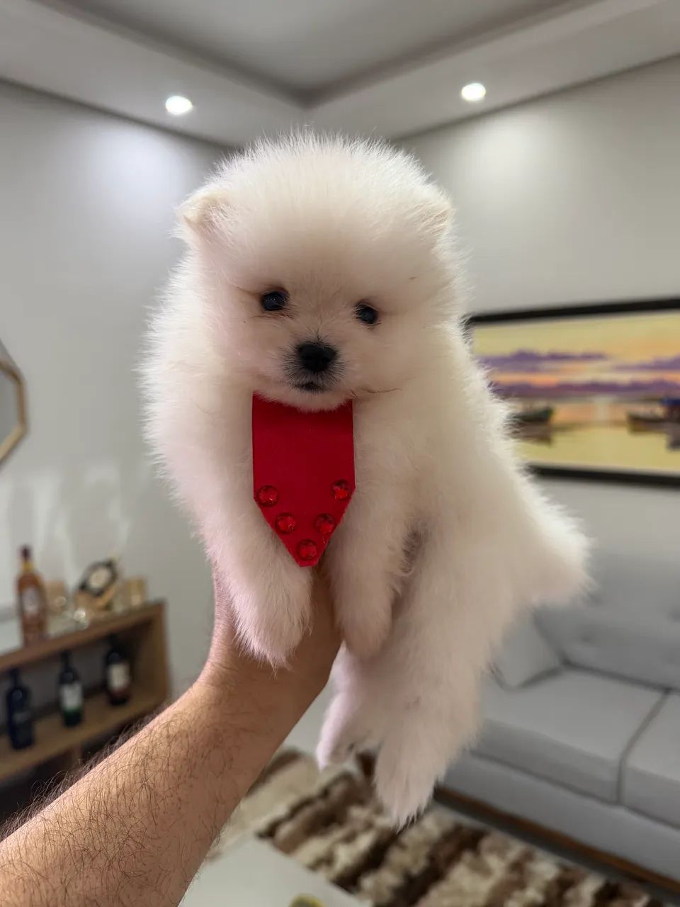 Spitz alemão macho e fêmea  - Foto 4