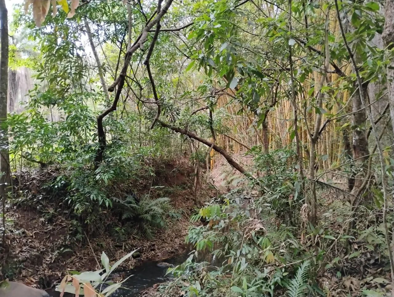 Terreno 20 km de BH, muita água. - Foto 4