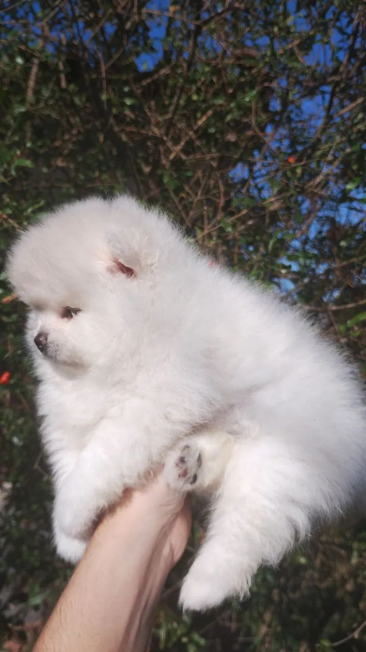 Spitz alemão  - Foto 2