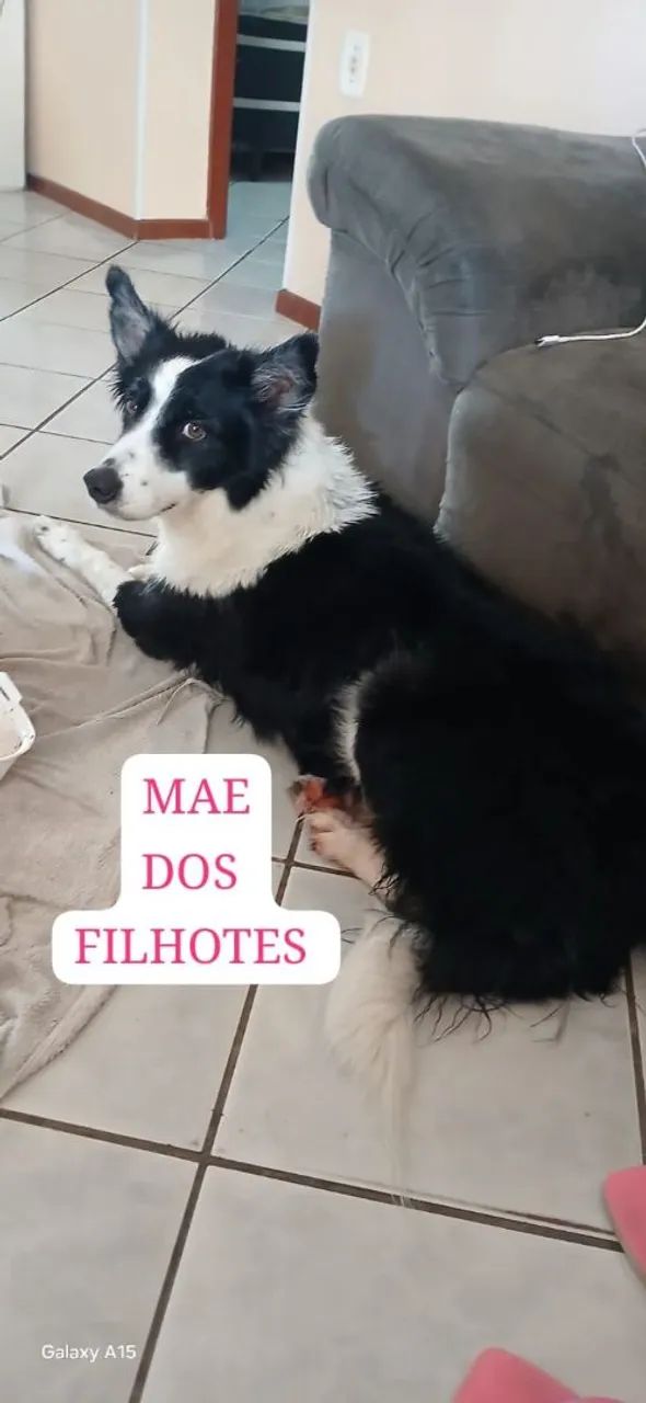 FILHOTE DE BORDER COLLIE  - Foto 5